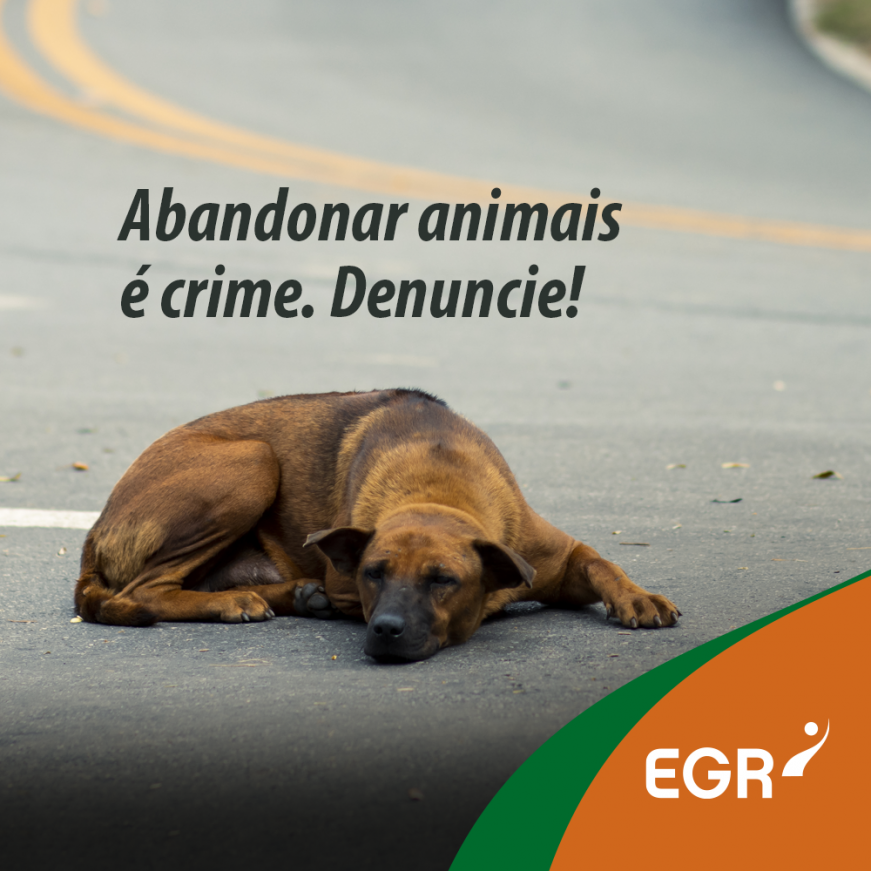 Animais abandonados preocupam moradores no Bairro Nova Três Marias